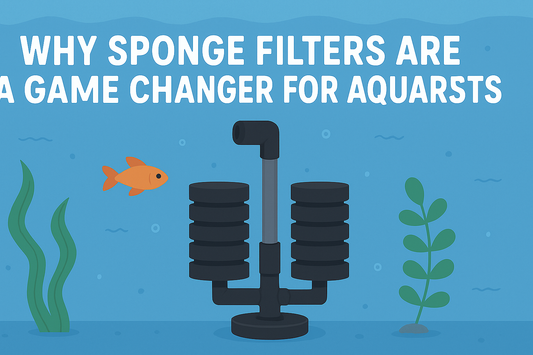 Why Sponge Filters Are a Game Changer for Aquarists