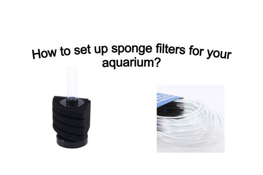 a image with sponge filter and air tube, showing how to set up sponge filter for aquariums