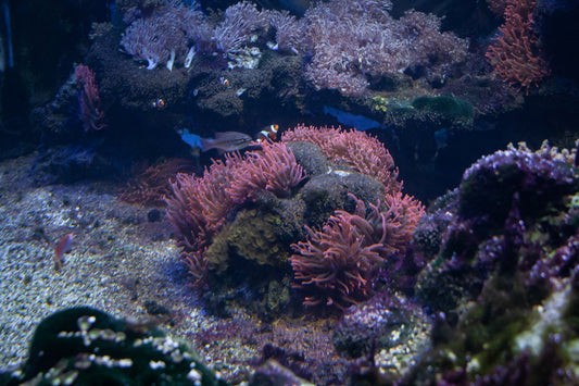 a group of fish swimming in an aquarium