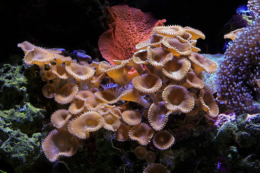 a group of corals and sea anemones in an aquarium