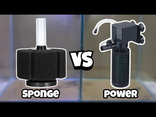 sponge filter vs power filter