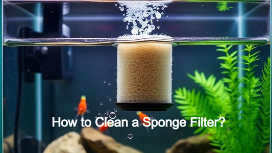 image showing how to clean sponge filter
