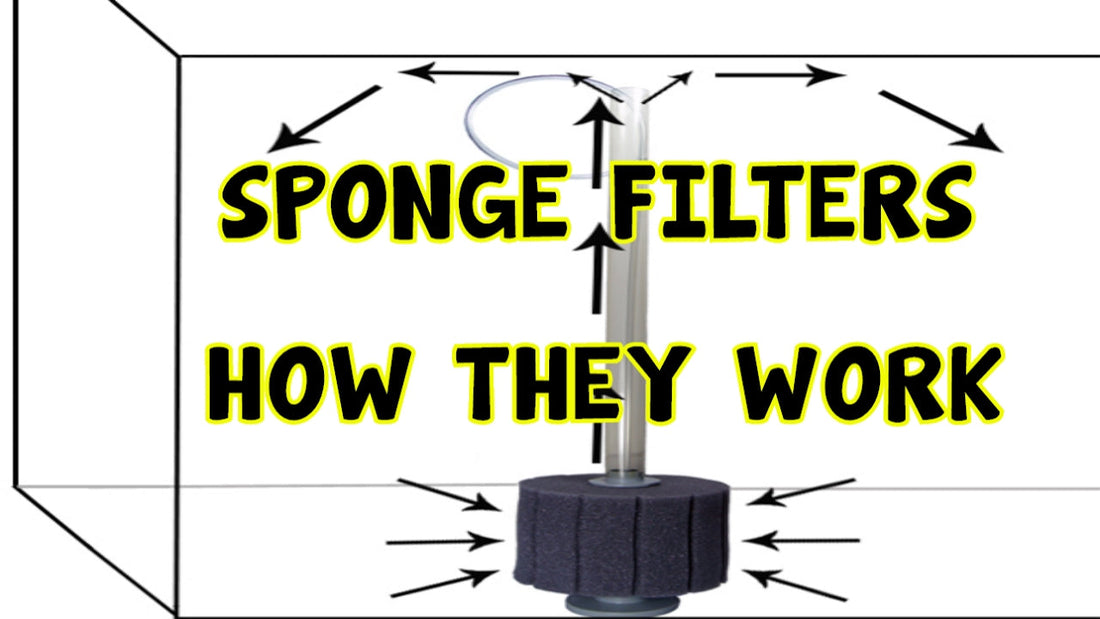 image showing how sponge filters work