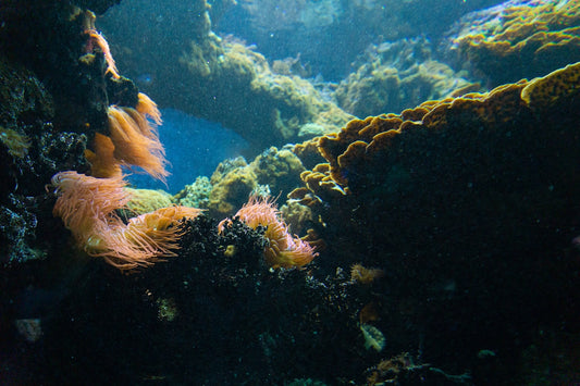 underwater photography