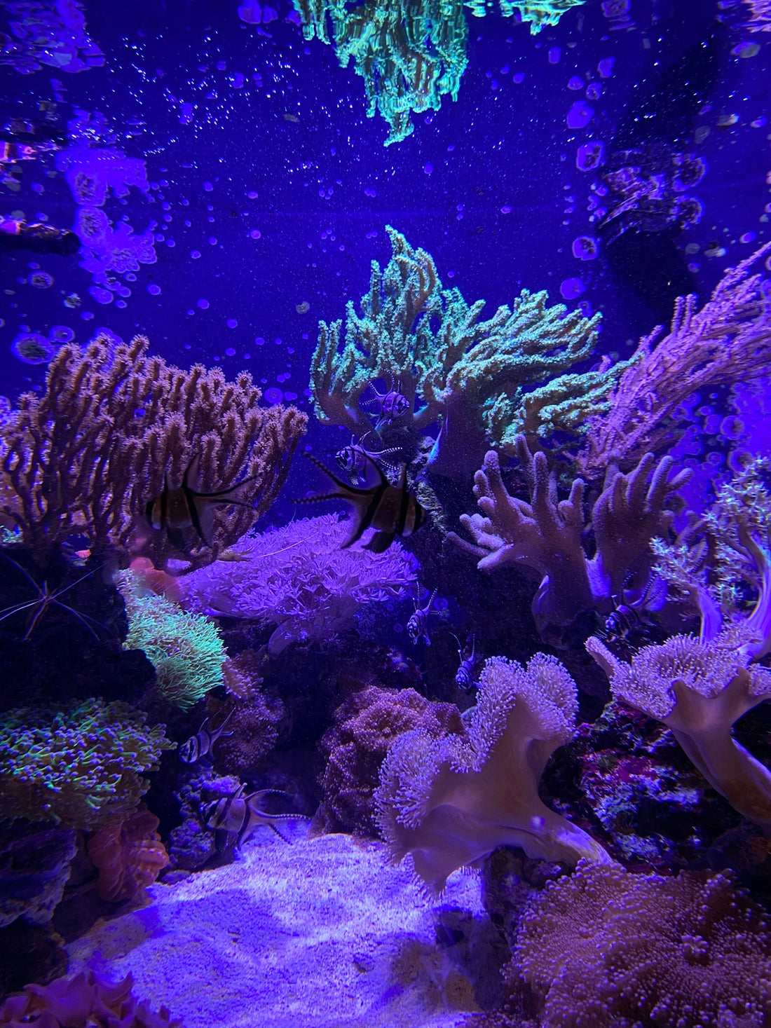 black and white coral reef