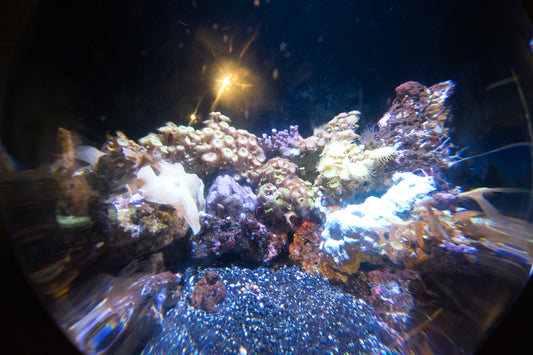 white and gray coral reef