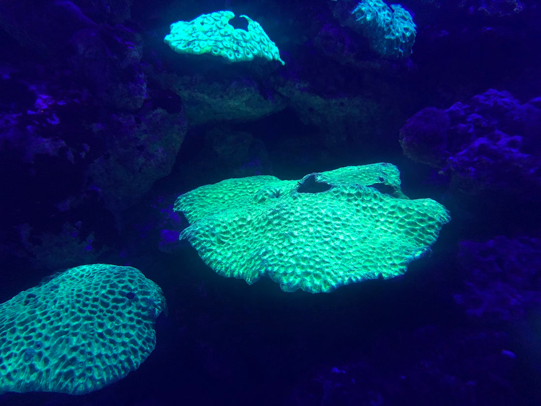 a large group of corals in an aquarium