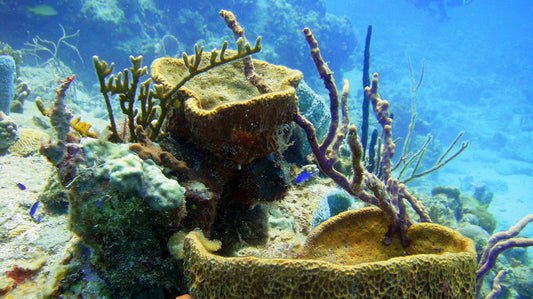 an underwater view of corals and sponges on the ocean floor