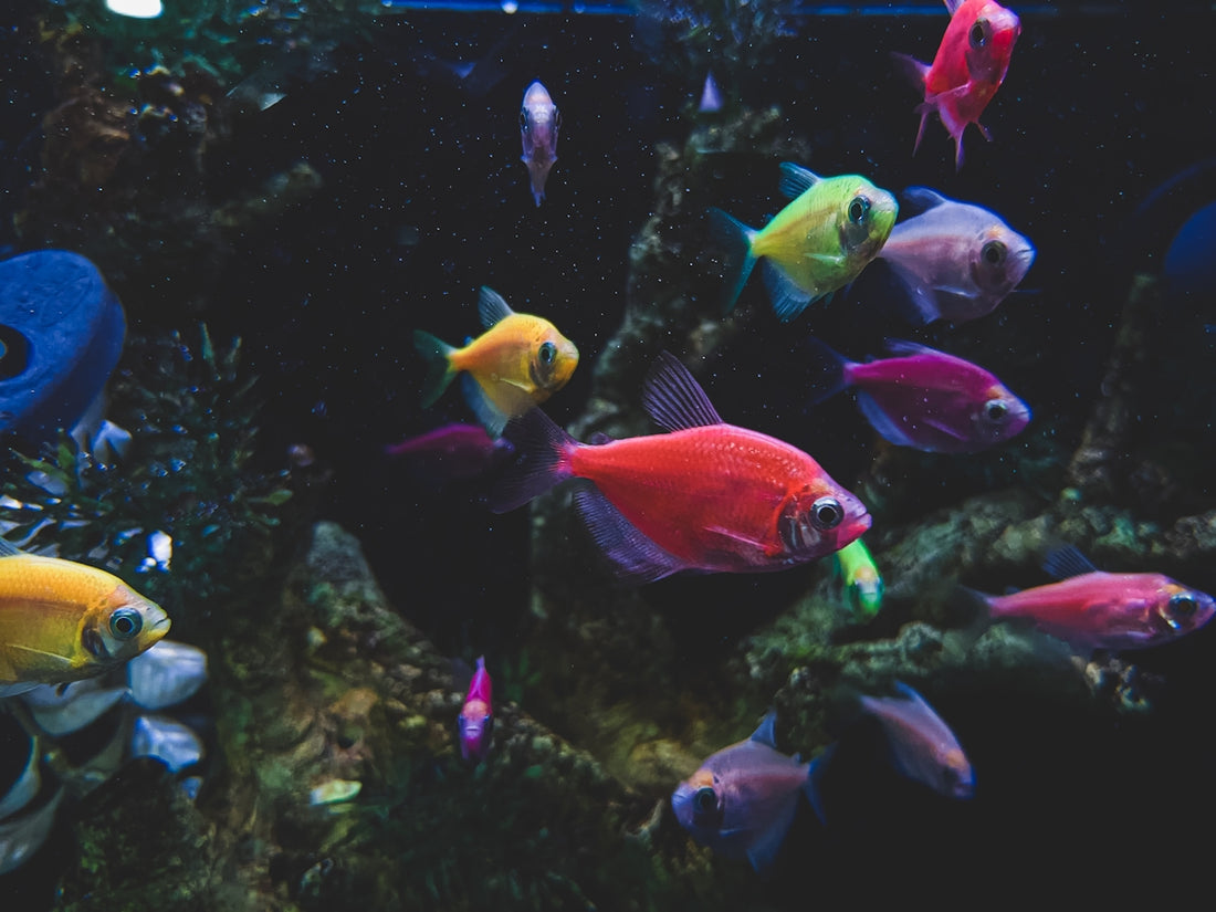 a group of colorful fish swimming in an aquarium