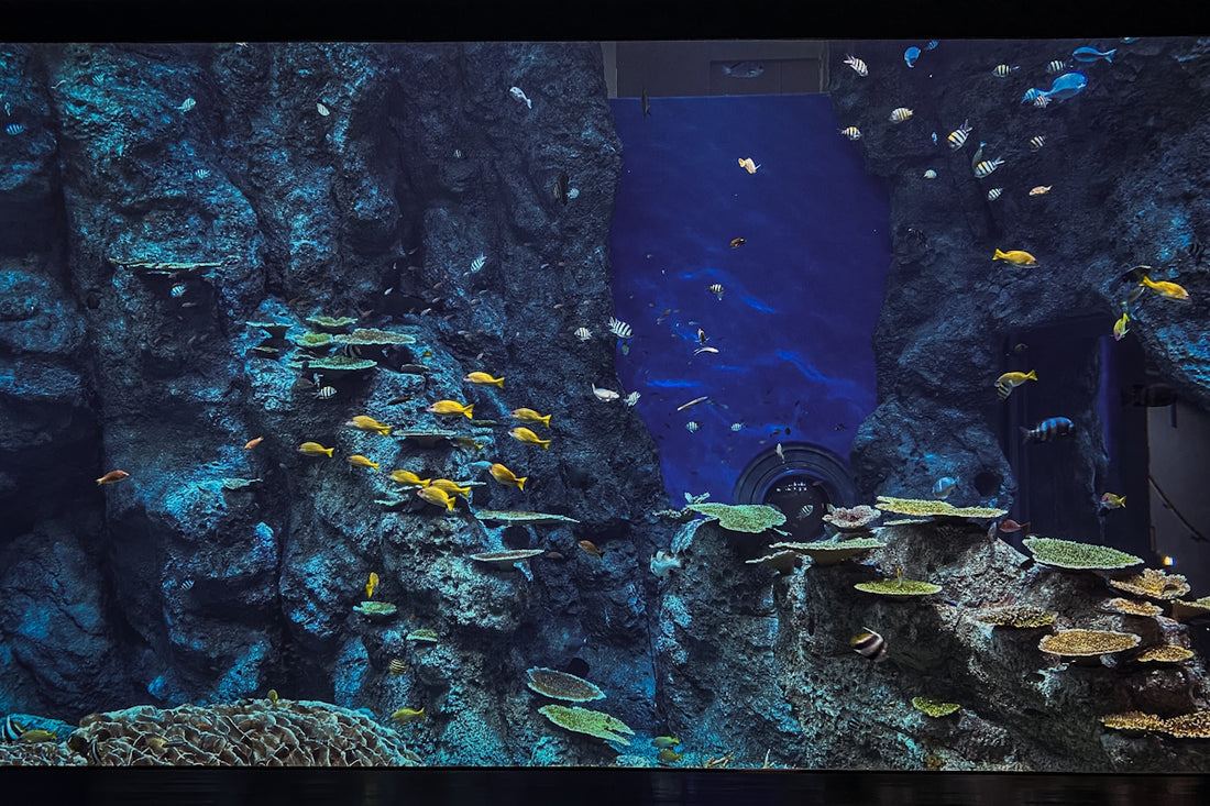 a large aquarium filled with lots of different types of fish