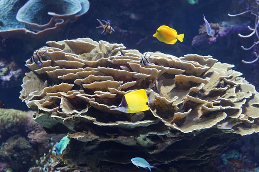 a group of fish swimming around a coral