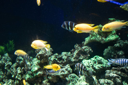 a group of fish swimming in an aquarium