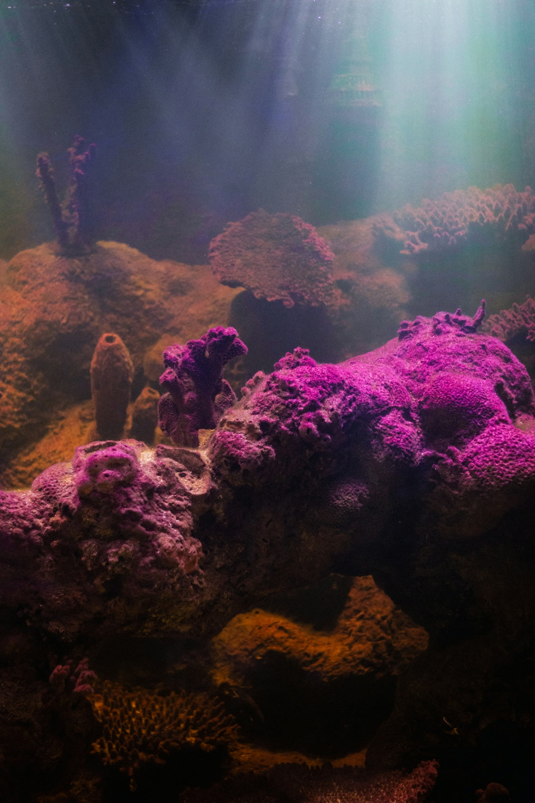 a large aquarium filled with lots of purple algae