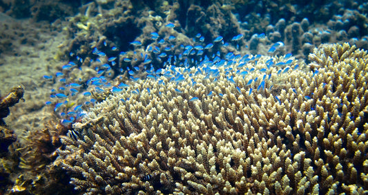 a group of small fish swimming around a coral