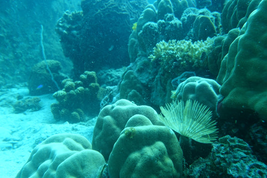 an underwater view of a coral reef with a sea urchin