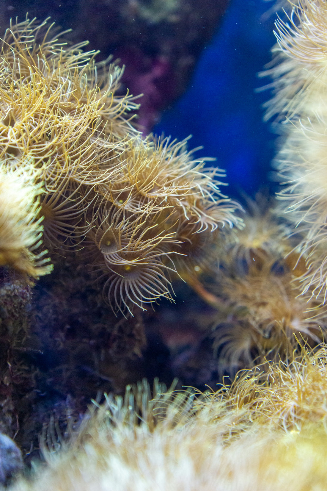 a close up of a sea anemone on a coral