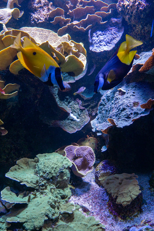 a group of fish swimming in an aquarium