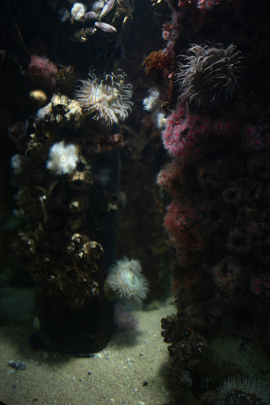 An underwater scene of a sea anemone and sea anemones