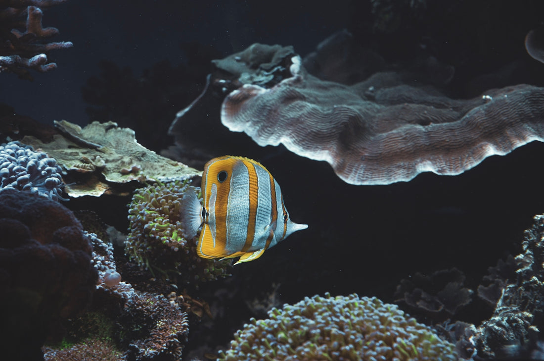 A fish that is swimming in some water