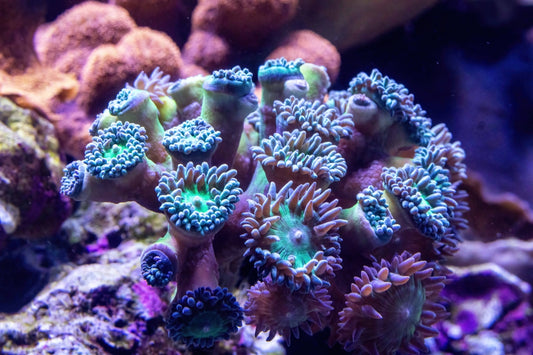 Colorful zoanthid coral thrives in an aquarium.