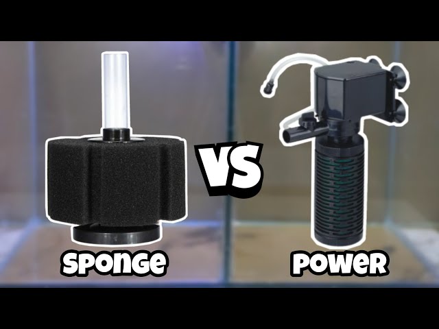 sponge filter vs power filter